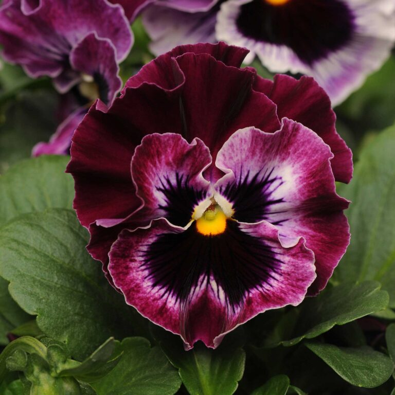 Pansy Seeds - Frizzle Sizzle Raspberry