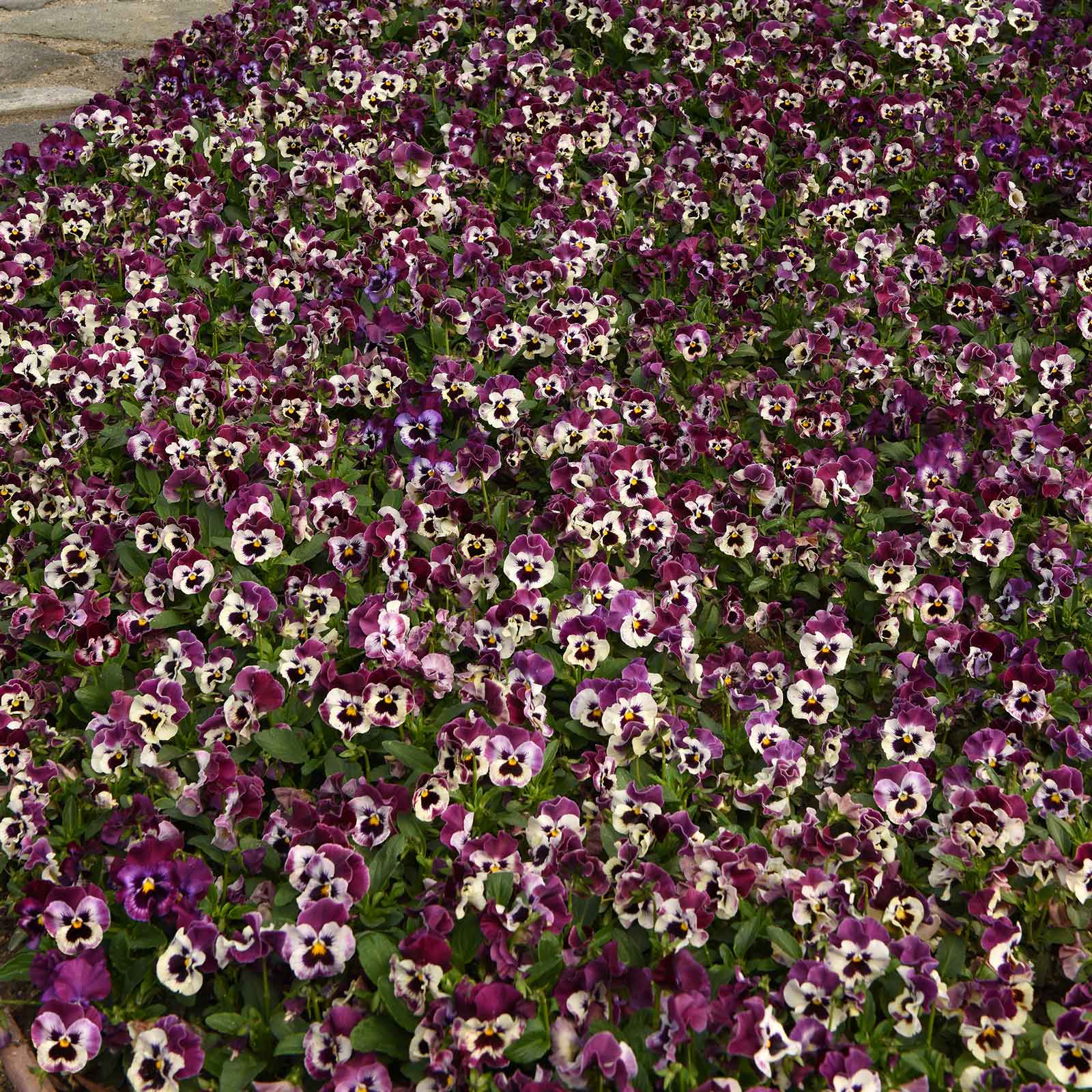 Pansy Seeds - Frizzle Sizzle Raspberry