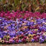 Pansy Seeds - Matrix Costal Sunrise Mix