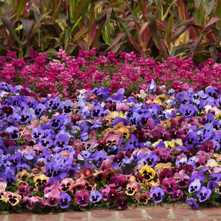 Pansy Seeds - Matrix Costal Sunrise Mix