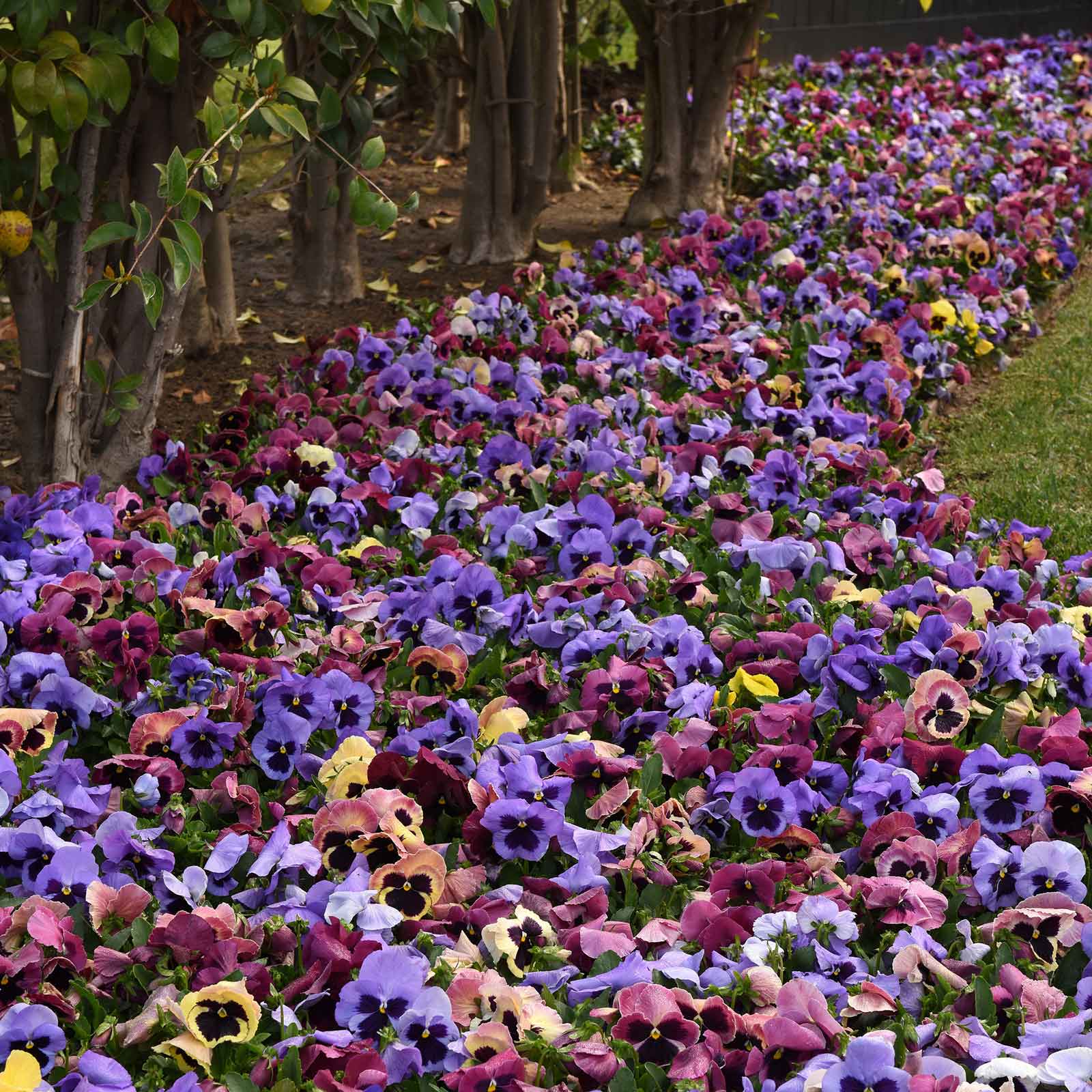Pansy Seeds - Matrix Costal Sunrise Mix
