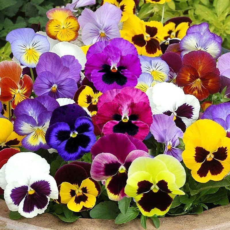 Pansy Seeds - Mix