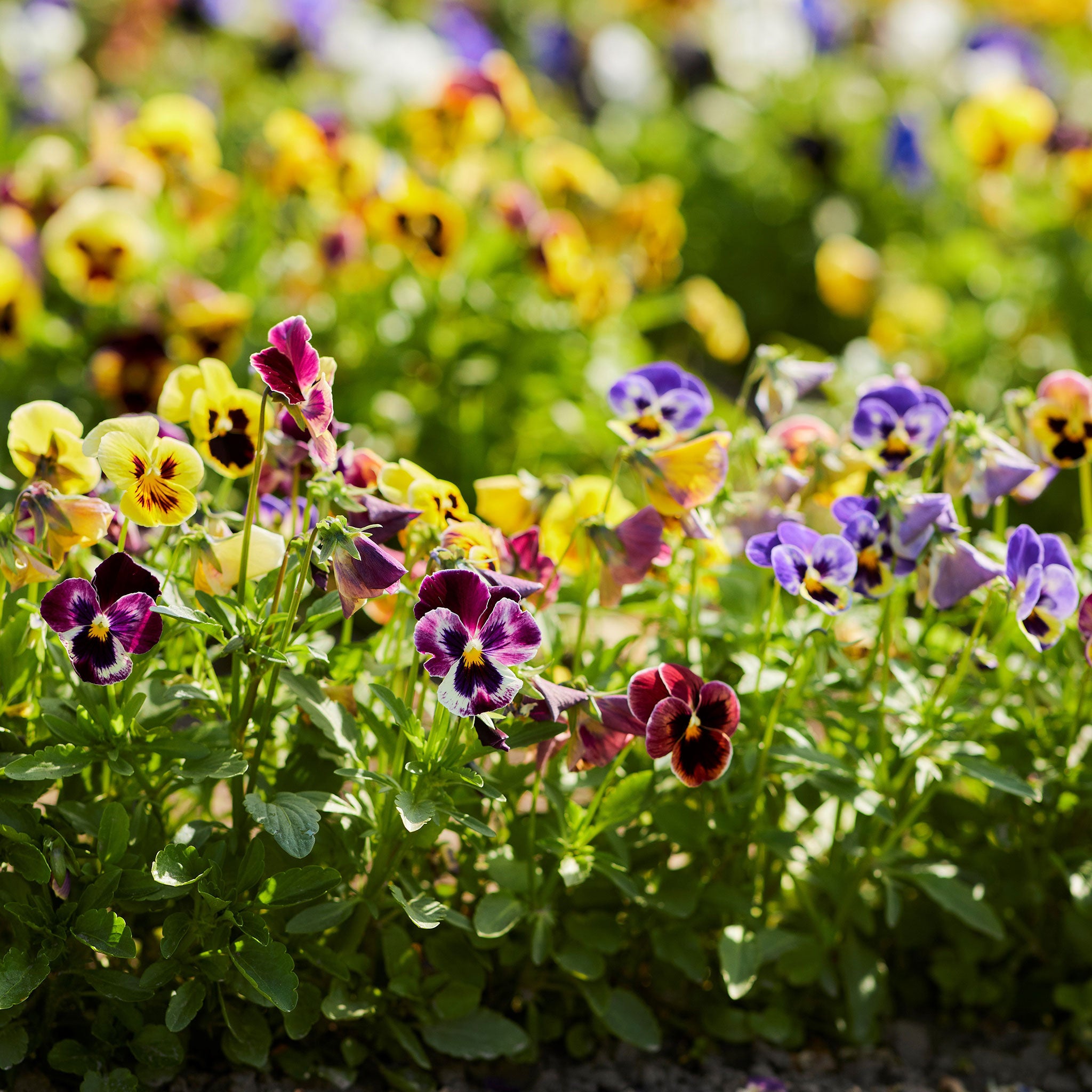 Pansy Seeds - Mix