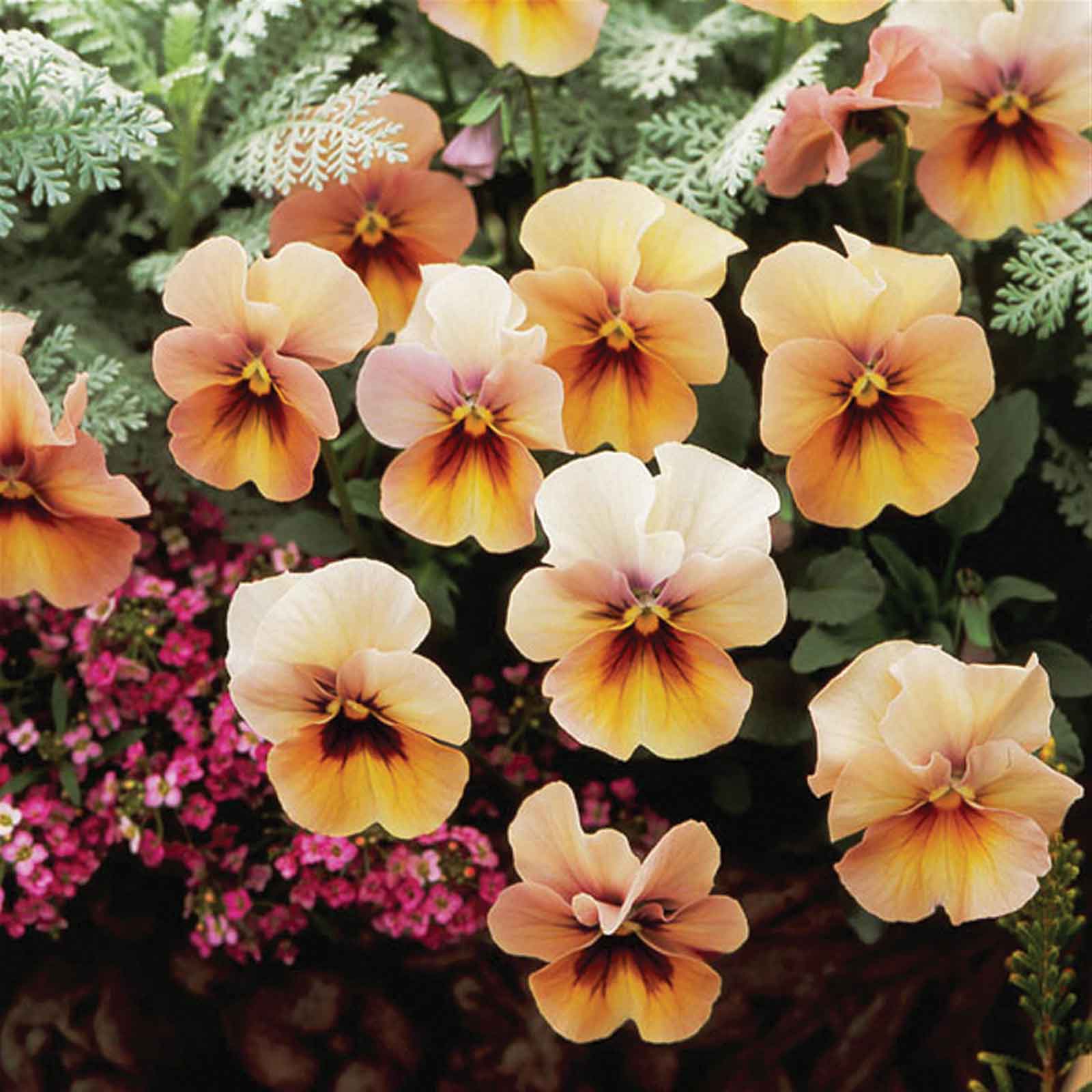 Pansy Seeds - Nature Antique Shades