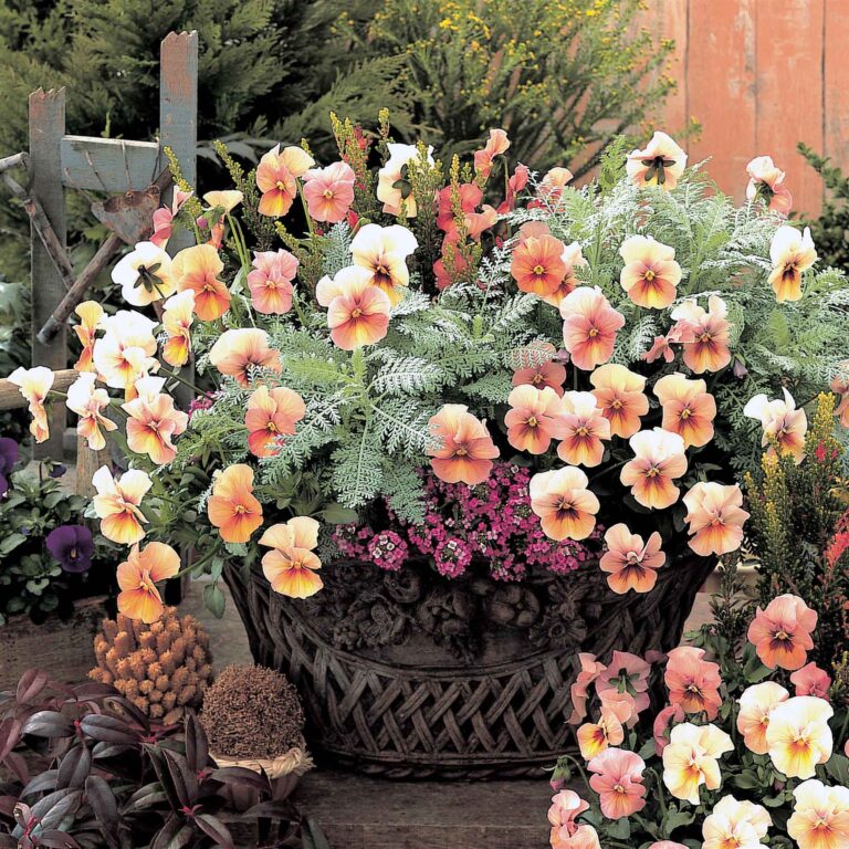 Pansy Seeds - Nature Antique Shades