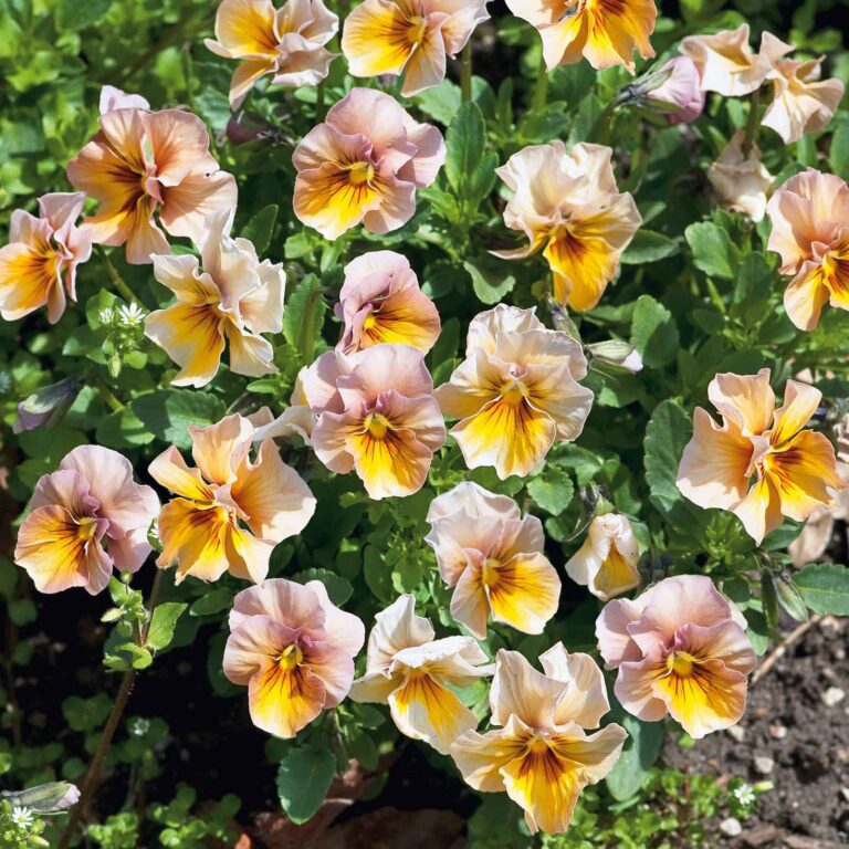 Pansy Seeds - Nature Antique Shades