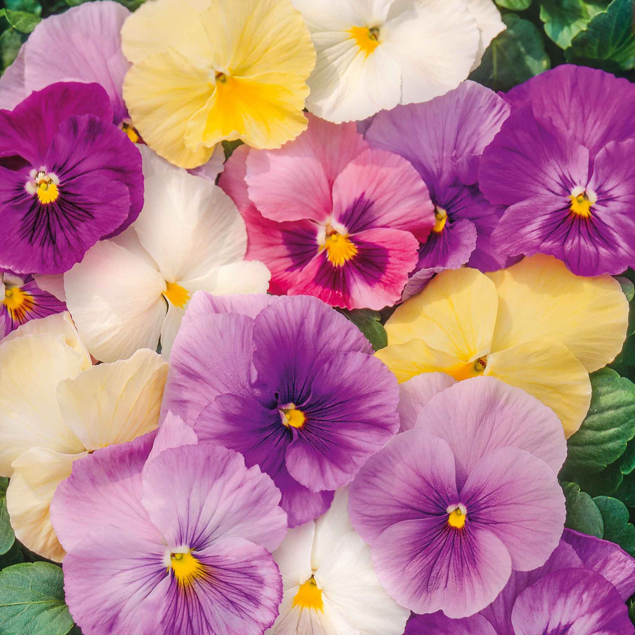 Pansy Seeds - Pastel Mix
