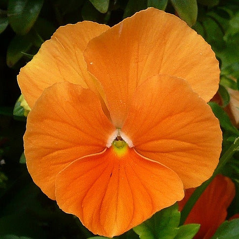 Pansy Seeds - Swiss Giants Orange Sun