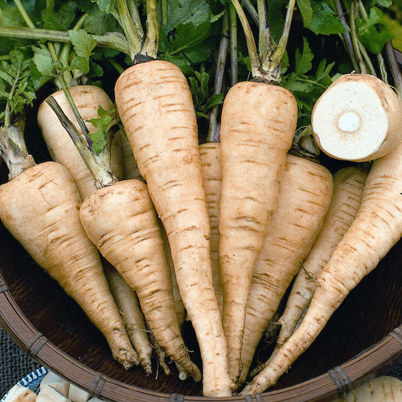 Parsnip Seeds - All-American