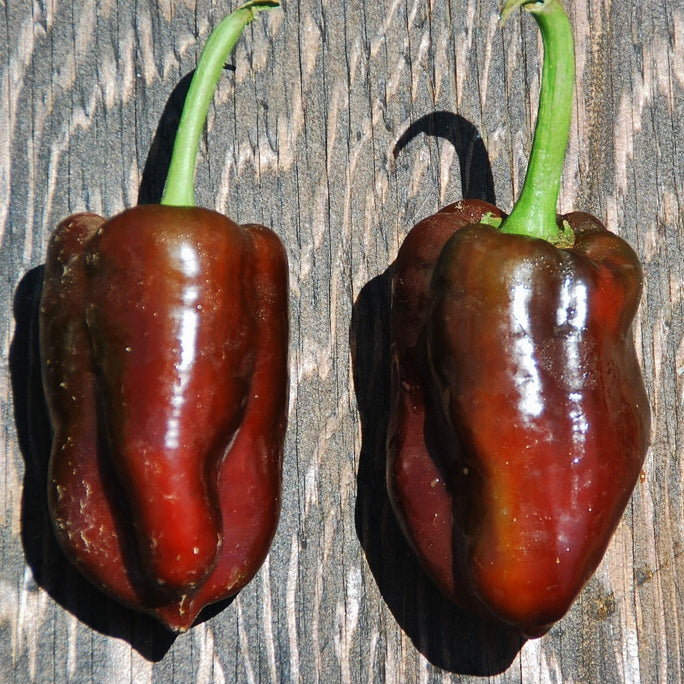 Sweet Pepper Seeds - Chocolate Bell