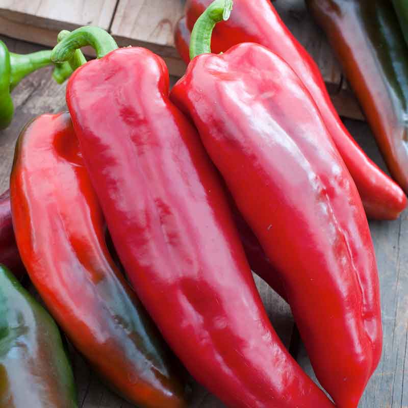 Sweet Pepper Seeds - Corno di Toro Rosso
