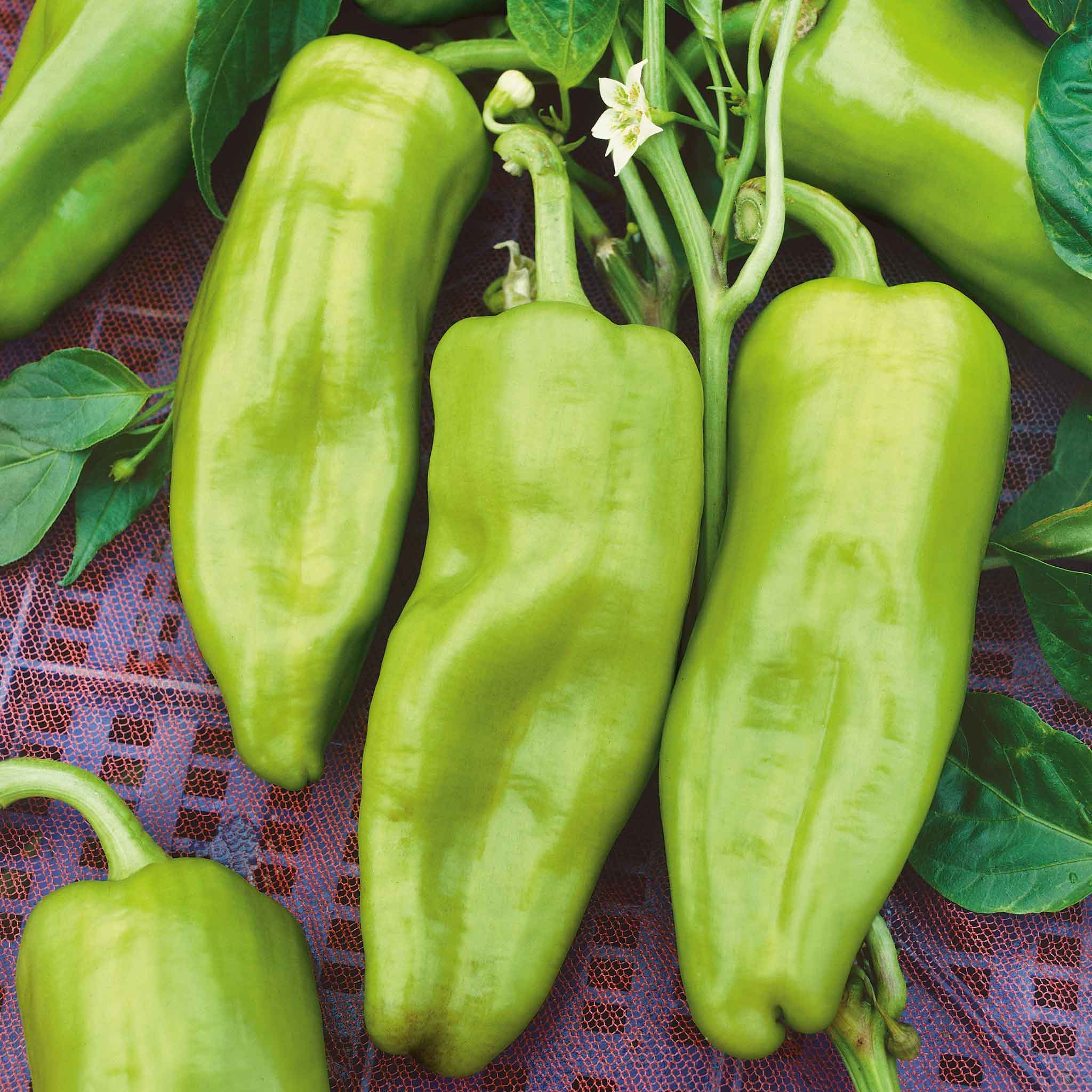 Sweet Pepper Seeds - Cubanelle