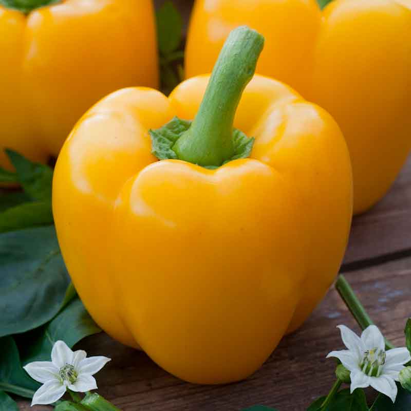 Sweet Pepper Seeds - Golden Cal Wonder