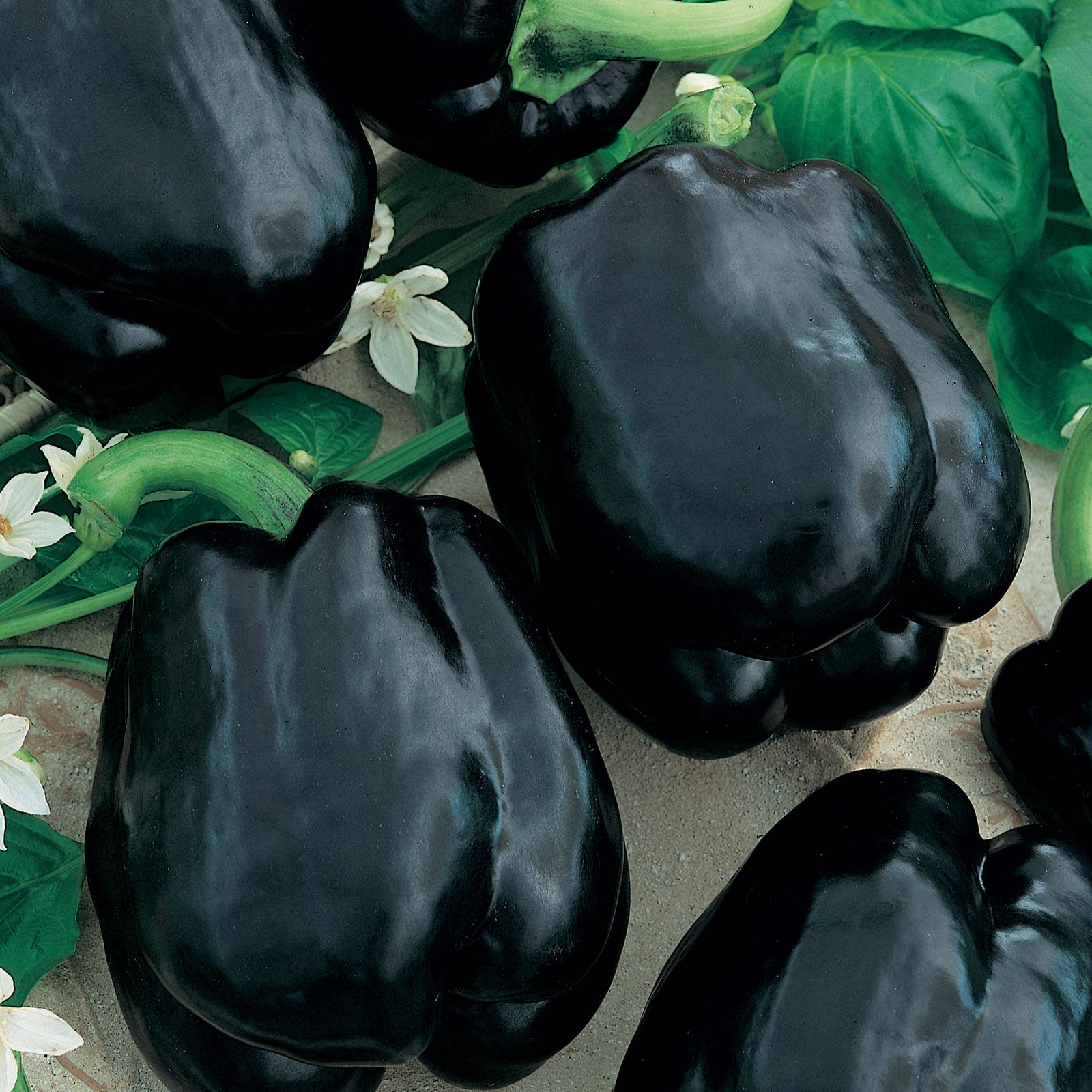 Sweet Pepper Seeds - Merlot F1