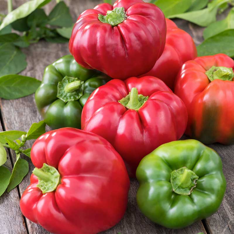 Organic Sweet Pepper Seeds - California Wonder