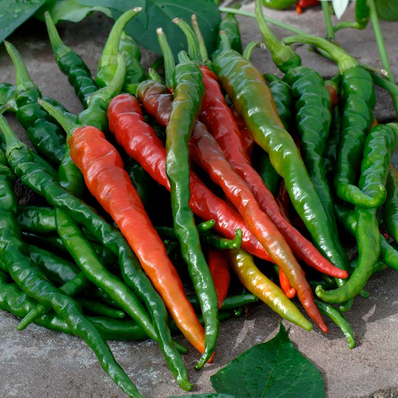 Organic Hot Pepper Seeds - Cayenne Long Red Thin