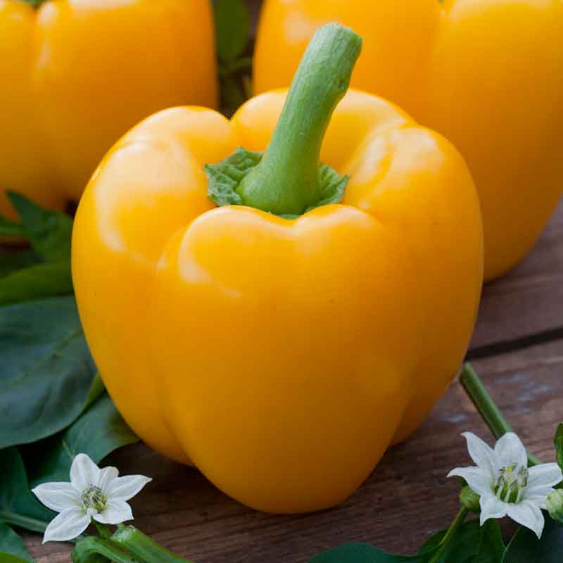 Organic Sweet Pepper Seeds - Golden Cal Wonder