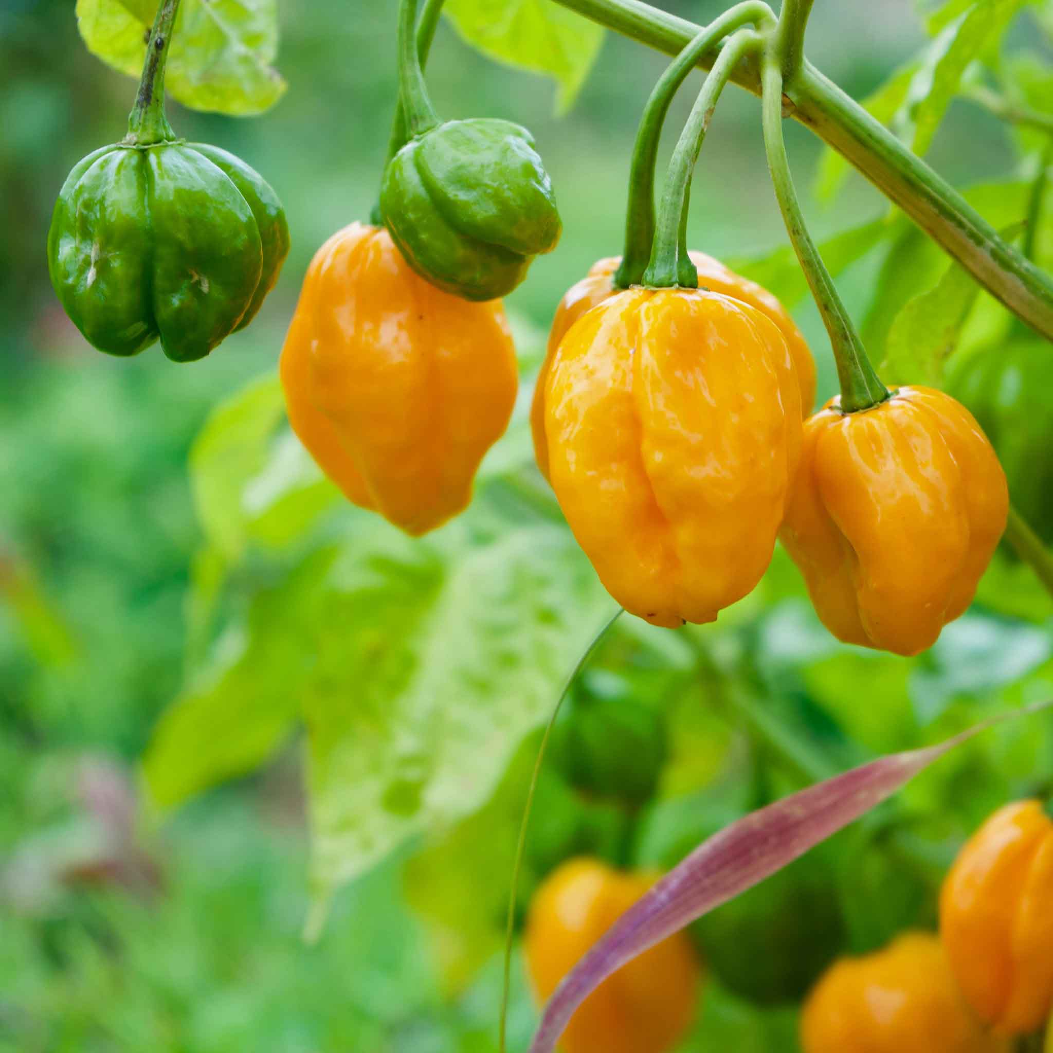 Organic Hot Pepper Seeds - Habanero Orange
