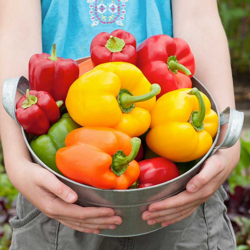 Organic Sweet Pepper Seeds - Rainbow Bell Blend