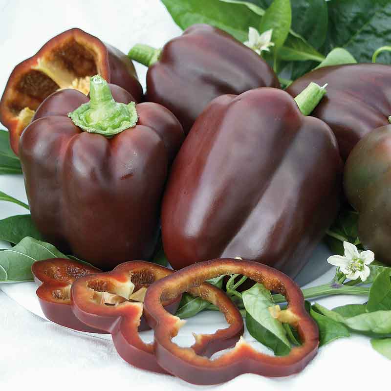 Organic Sweet Pepper Seeds - Sweet Chocolate