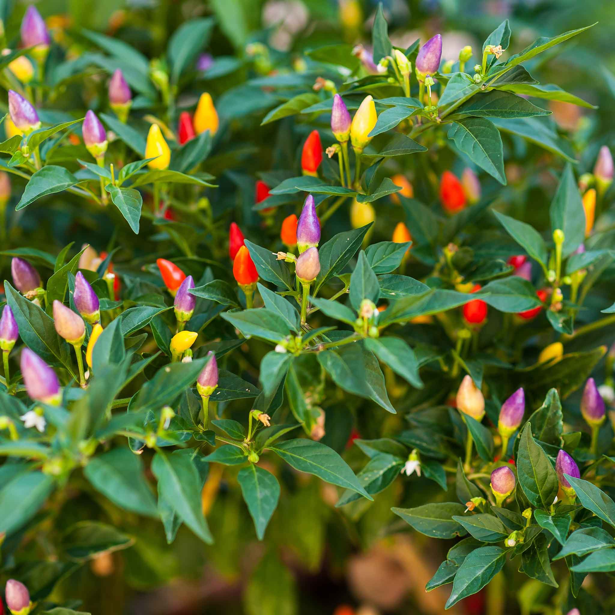 Ornamental Pepper Seeds - Mix