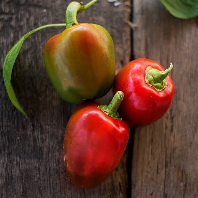 Sweet Pepper Seeds - Pimento