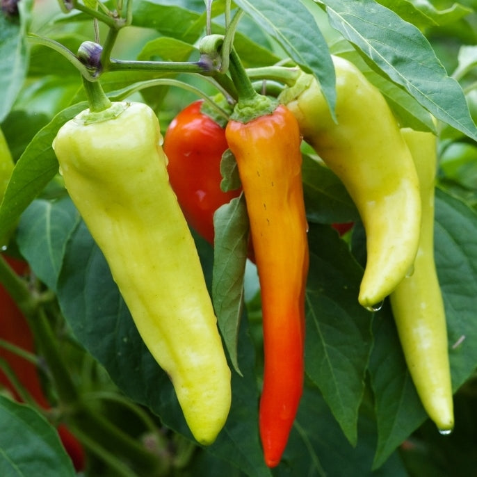 Sweet Pepper Seeds - Sweet Banana