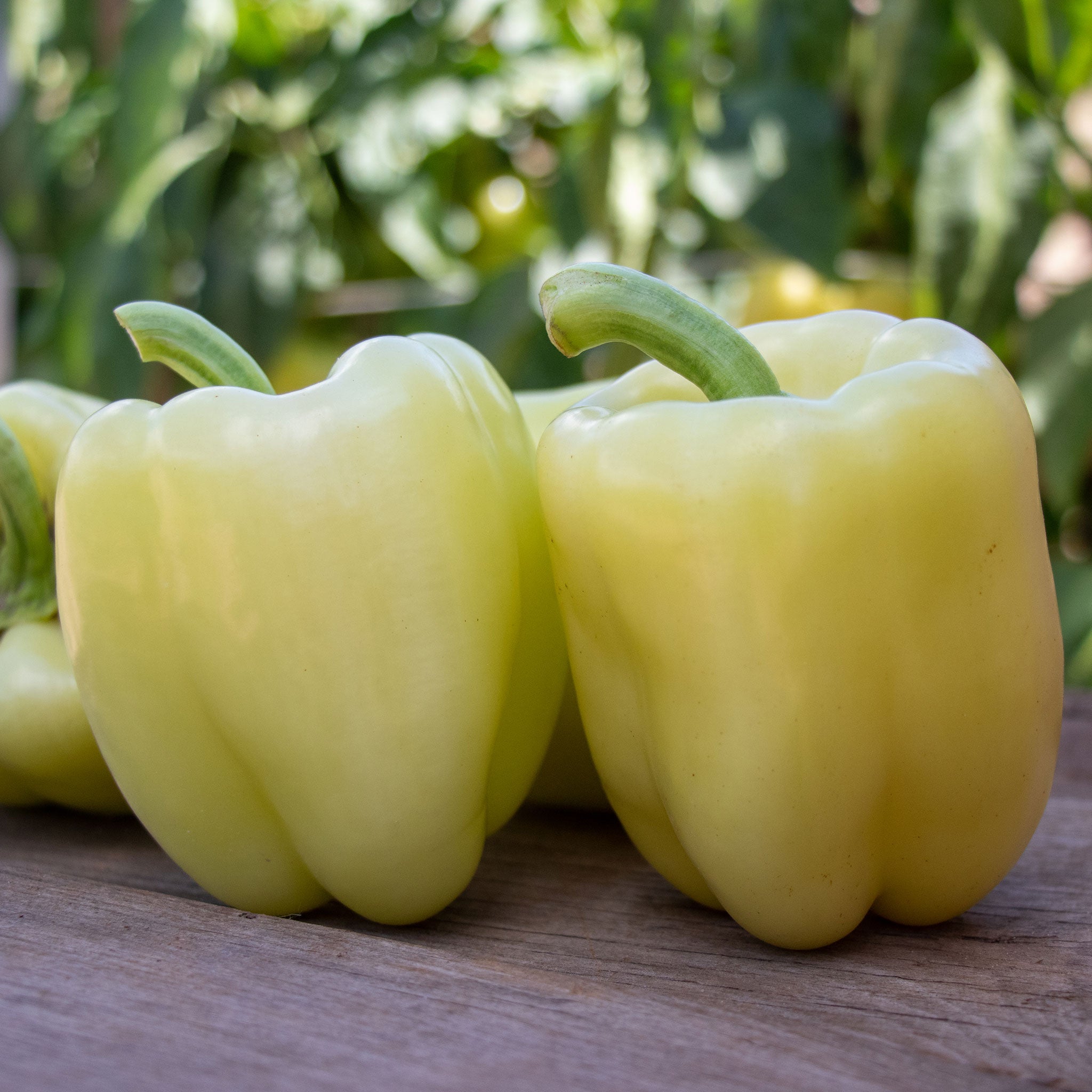 Sweet Pepper Seeds - Valahia F1