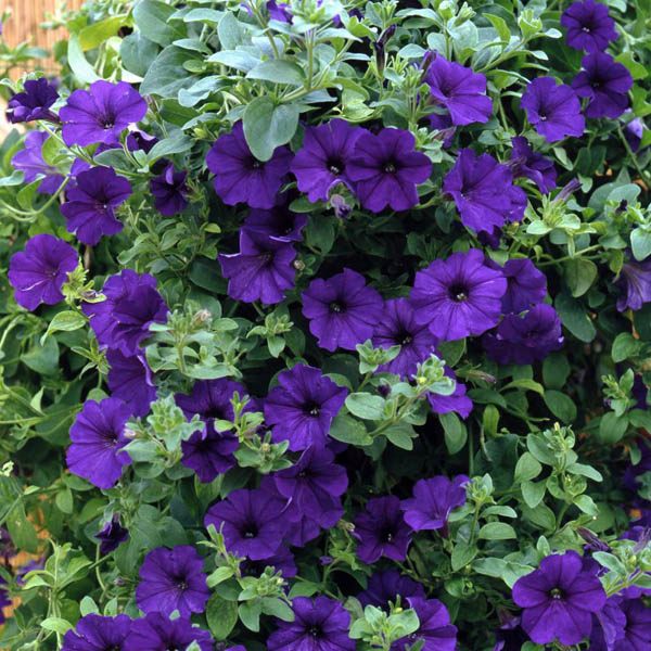 Petunia - Alderman Blue