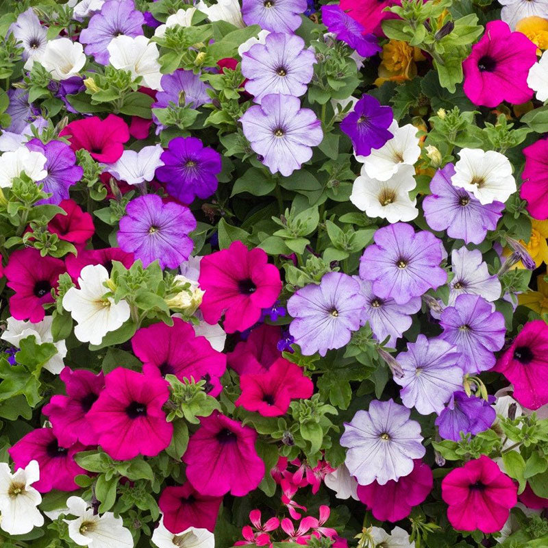 Petunia - Balcony Mix