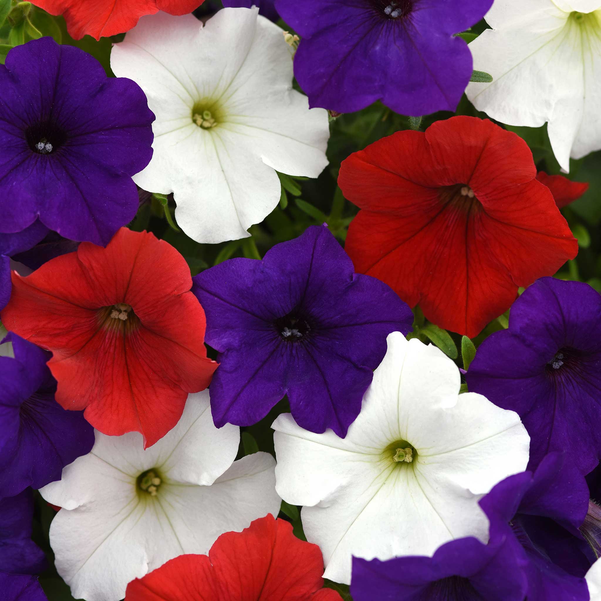 Petunia Seeds - Easy Wave The Flag Mix