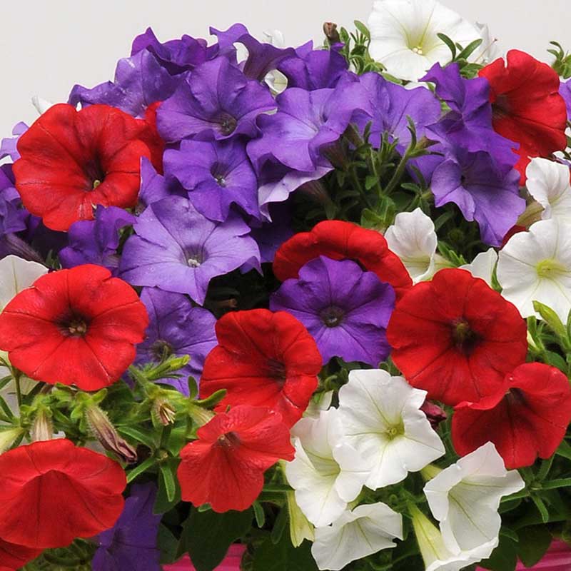 Petunia Seeds - Easy Wave The Flag Mix