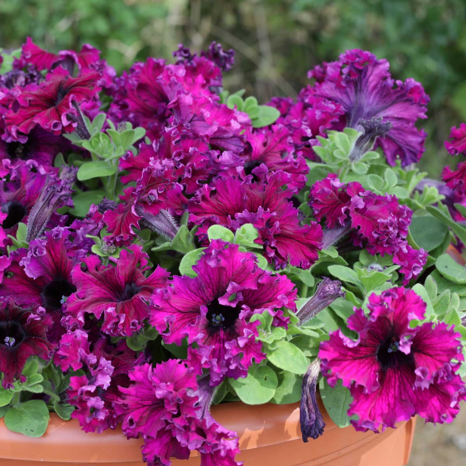 Petunia Seeds - Espresso Frappe Ruby