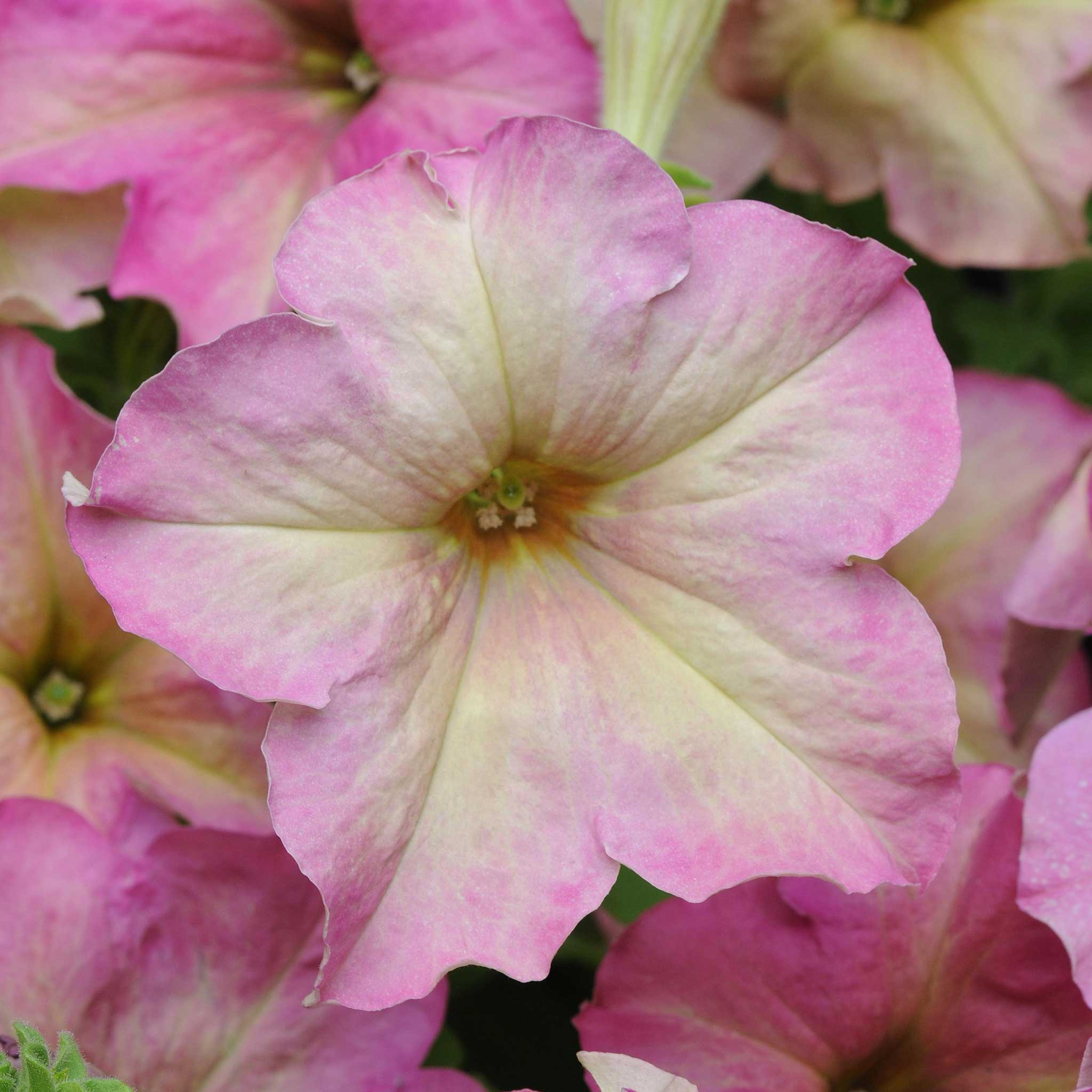 Petunia Seeds - Sophistica Antique Shades