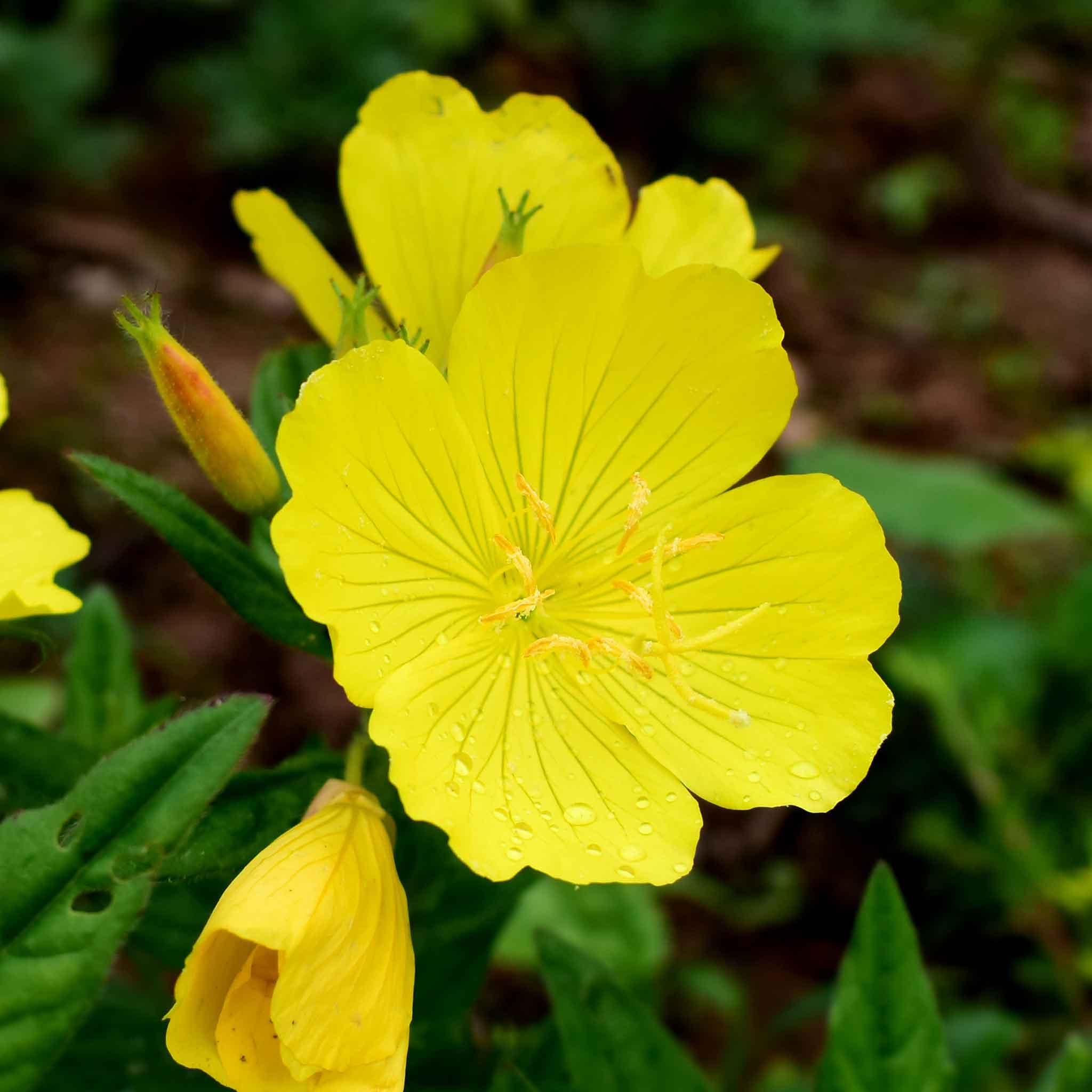 Evening Primrose Seeds
