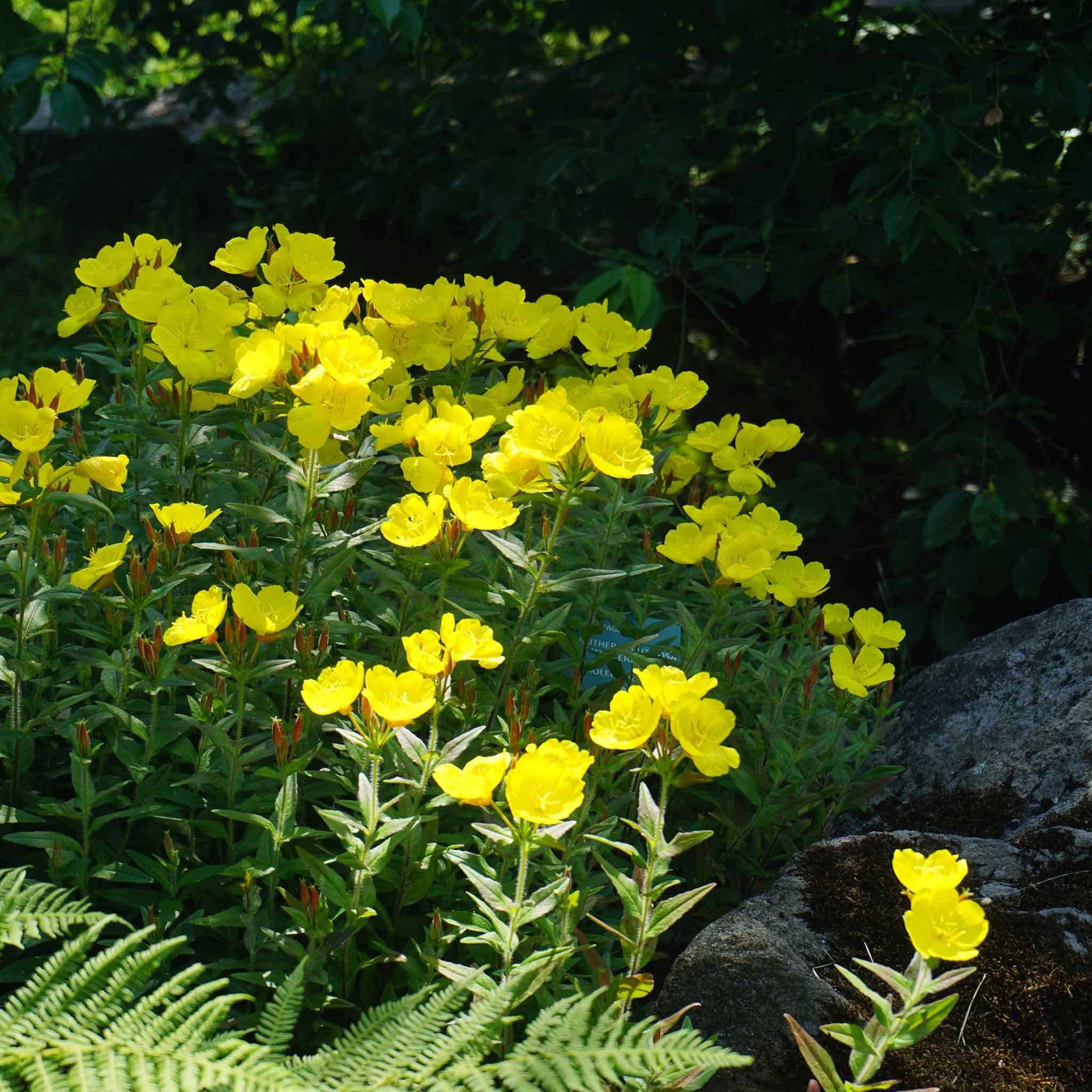 Evening Primrose Seeds