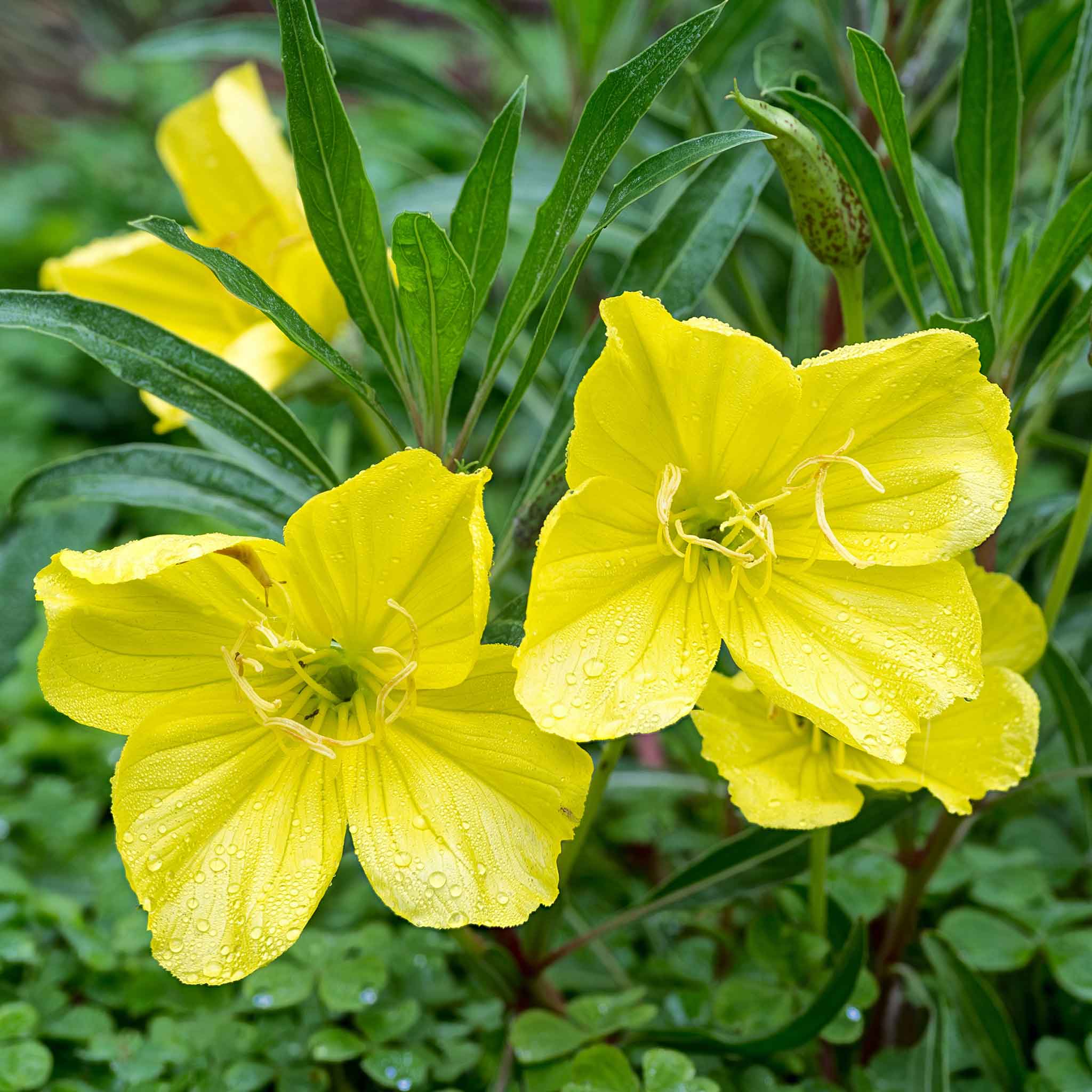 Missouri Primrose Seeds