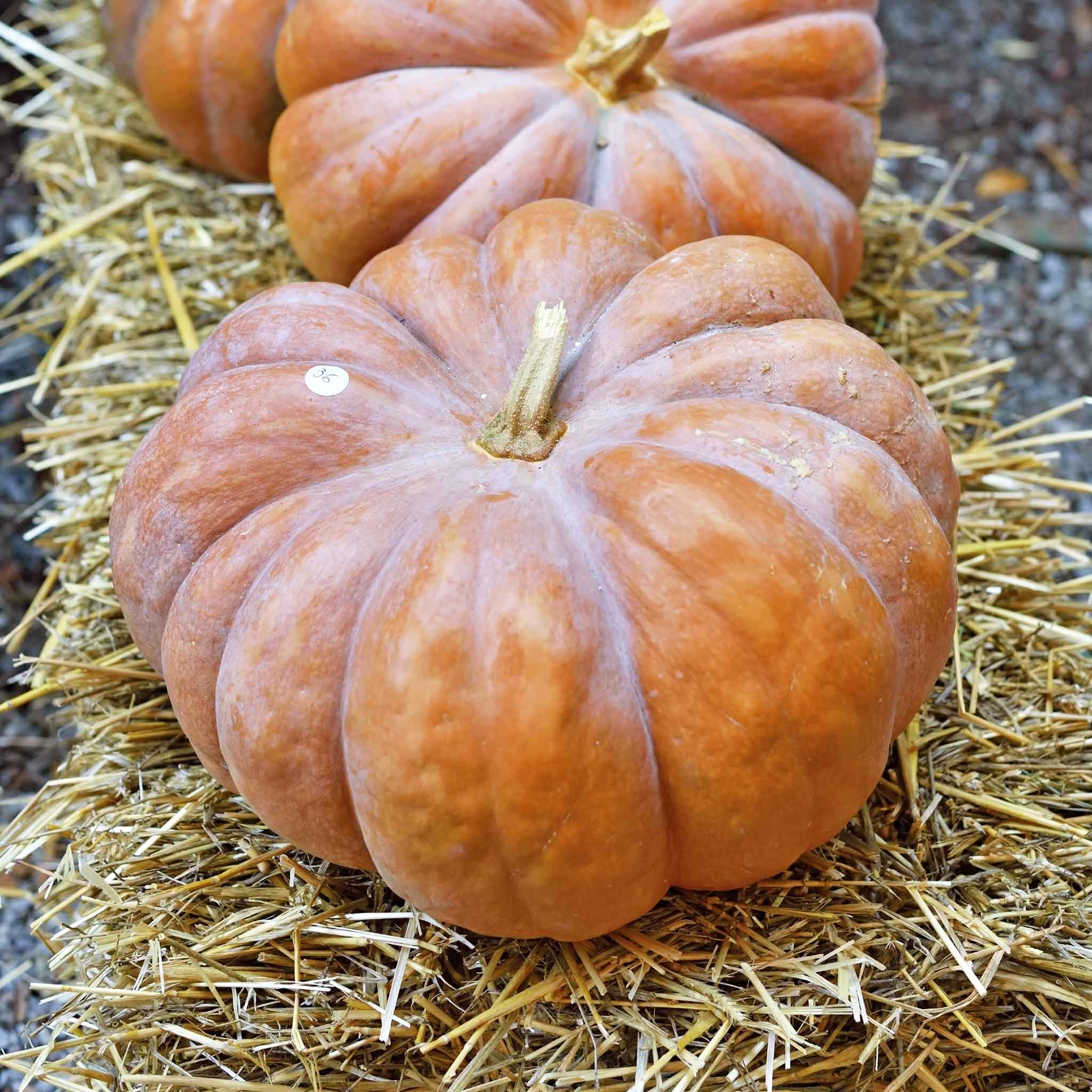 Pumpkin Seeds - Fairytale