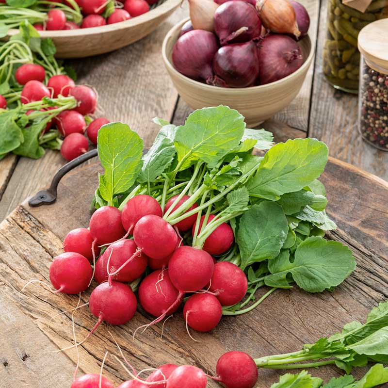 Radish Seeds - Champion