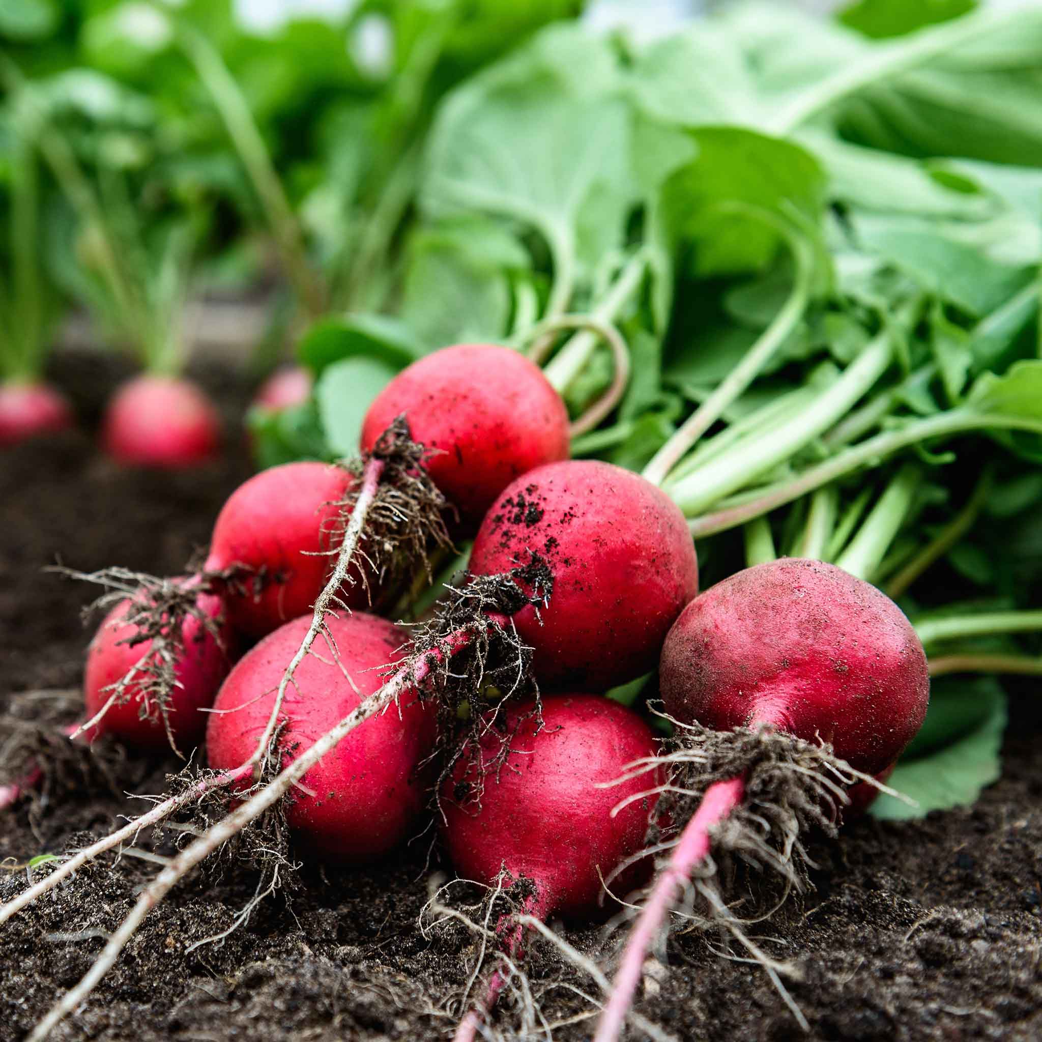 Radish Seeds - Comet