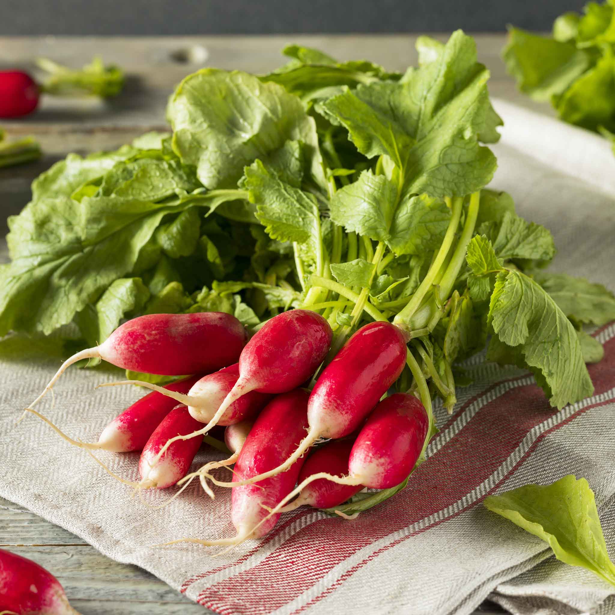 Radish Seeds - French Breakfast