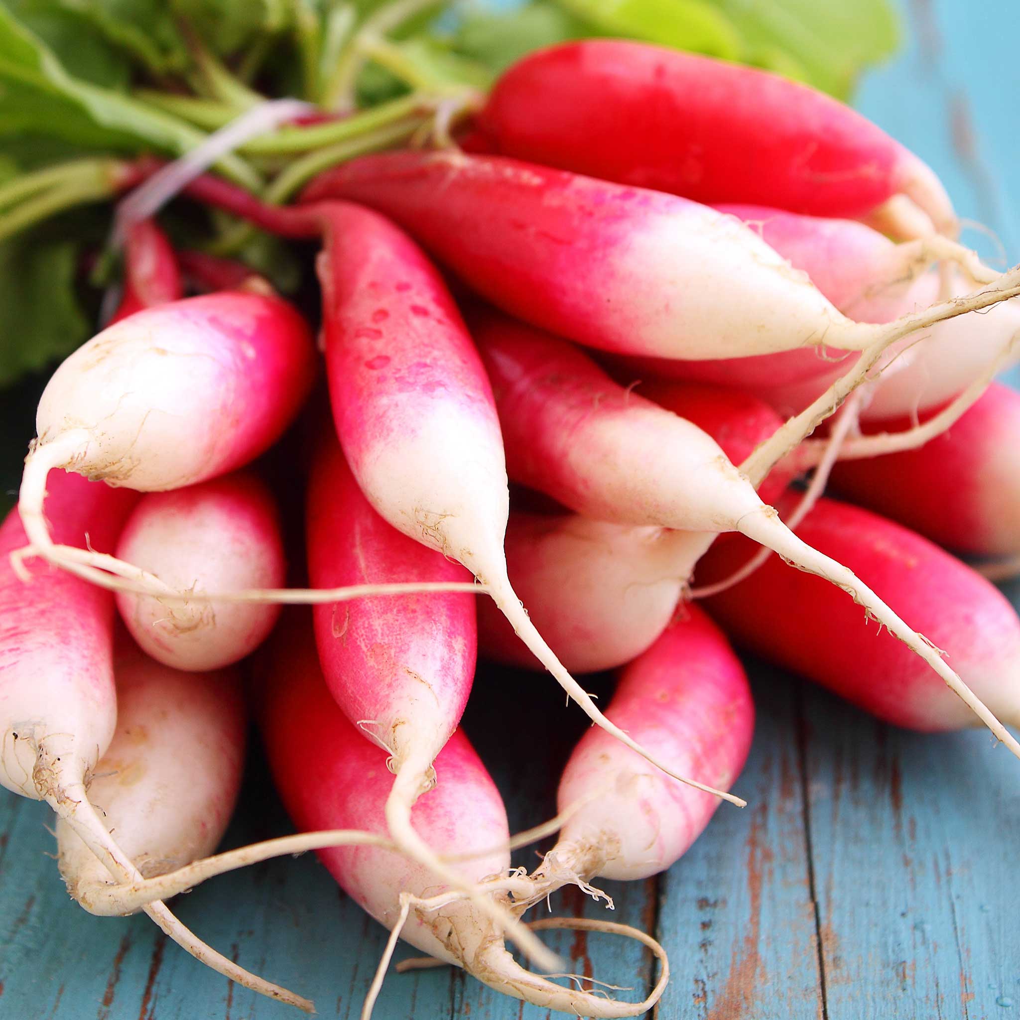 Organic Radish Seeds - French Breakfast