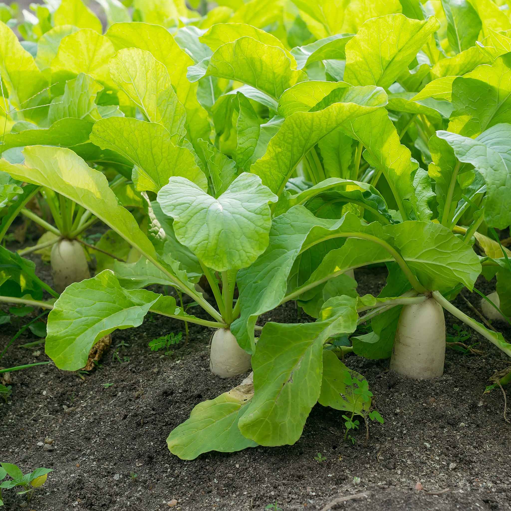 Radish Seeds - Japanese Minowase Daikon