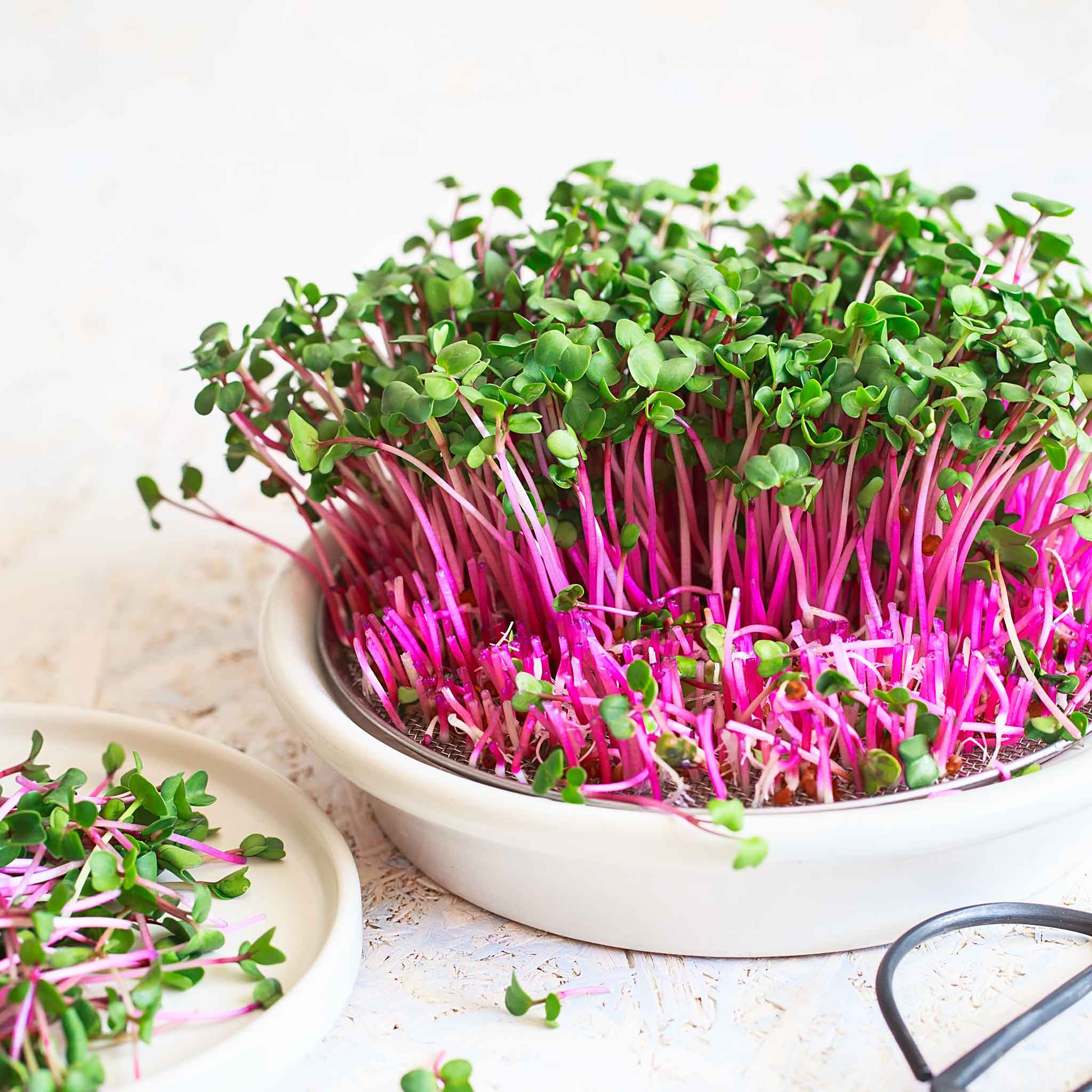 Radish Seeds (Sprouting) - Red Arrow