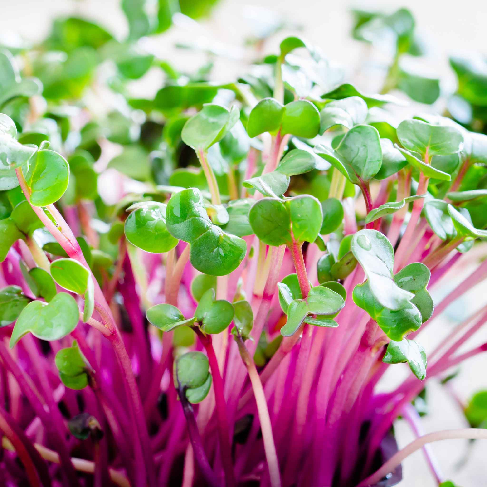 Radish Seeds (Sprouting) - Red Arrow