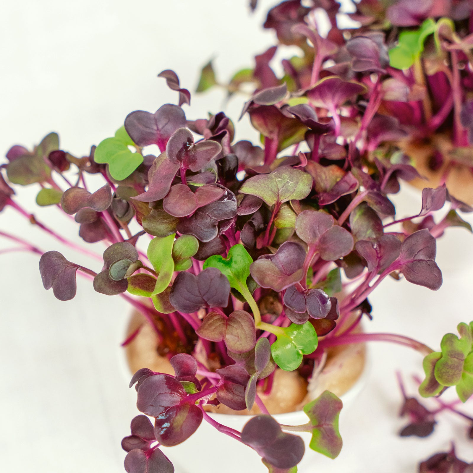 Radish Seeds - Sango - Microgreen