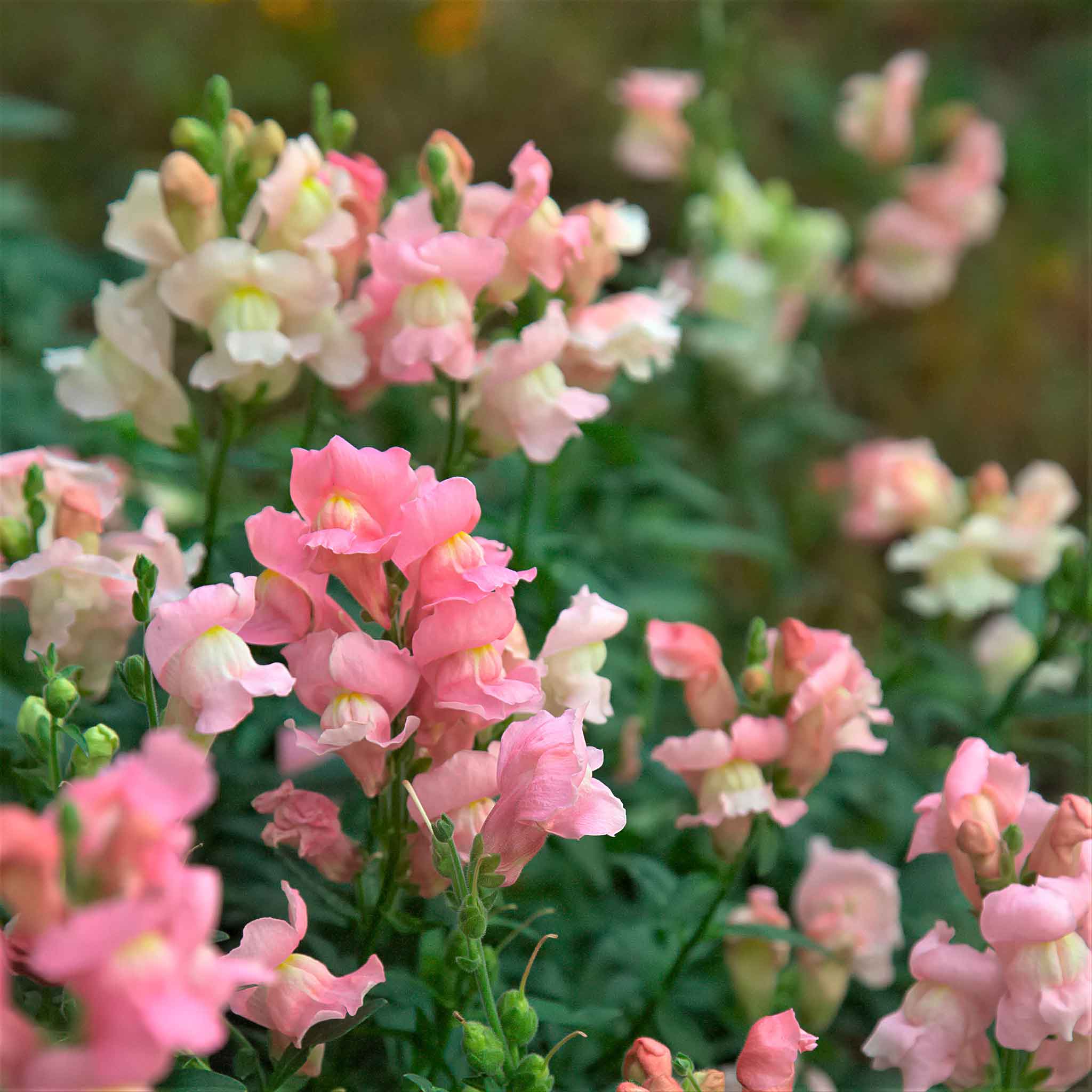Snapdragon Seeds - Appleblossom