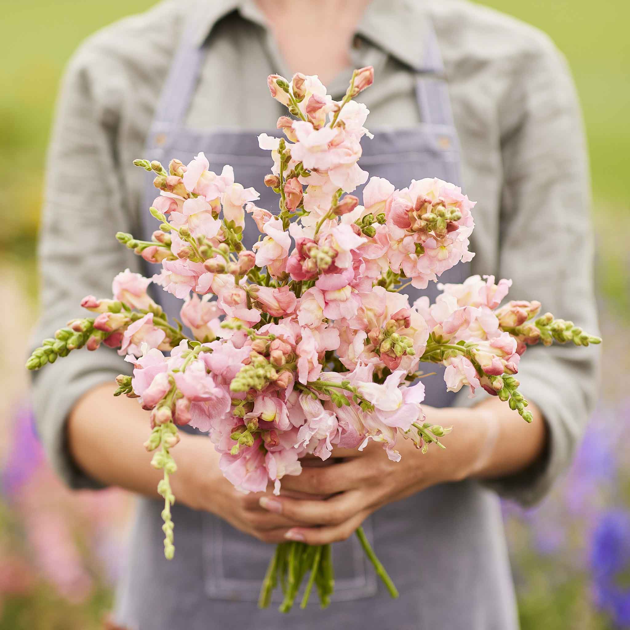 Snapdragon Seeds - Appleblossom