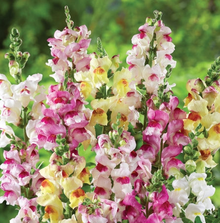 Snapdragon Seeds - Brighton Rock