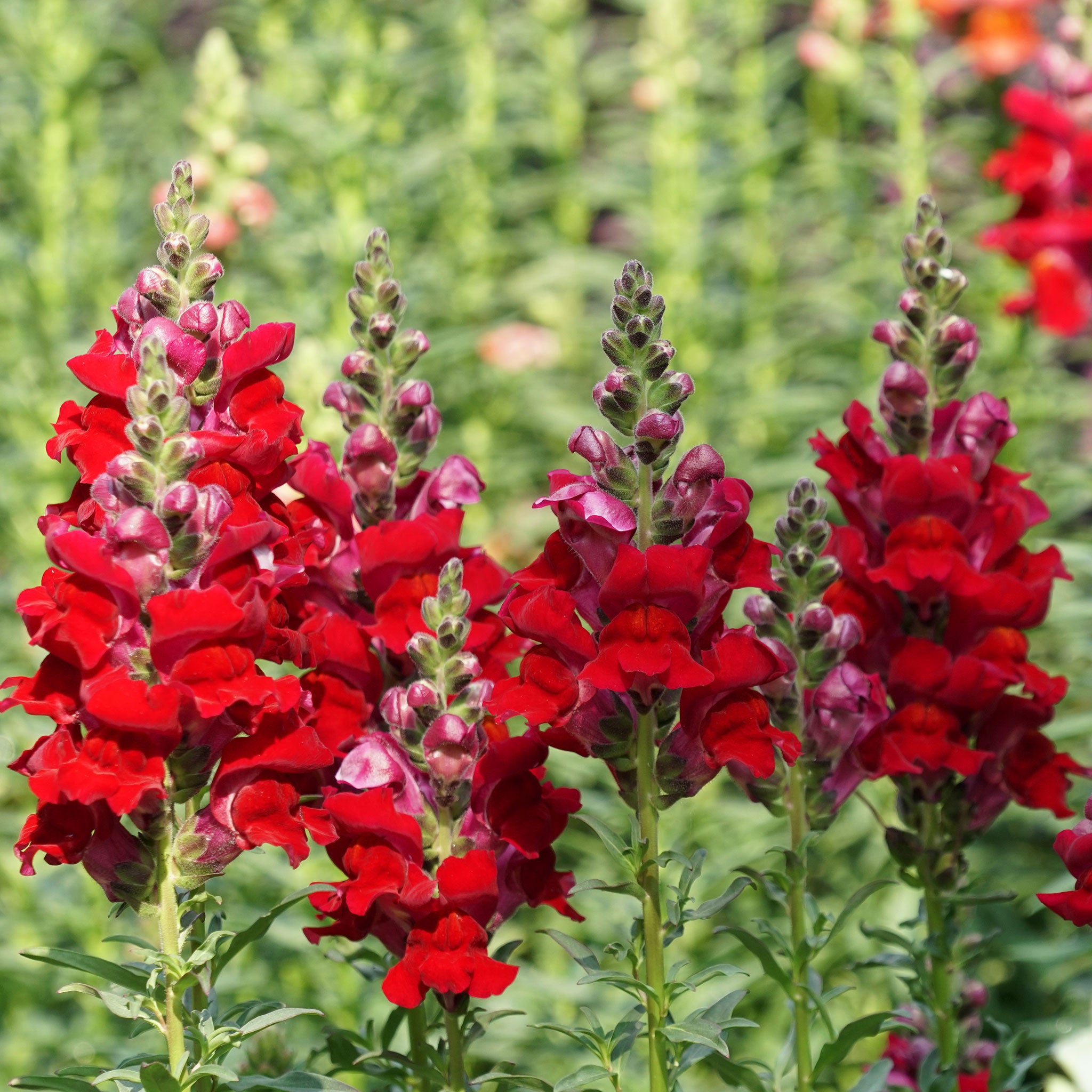 Snapdragon Seeds - Defiance